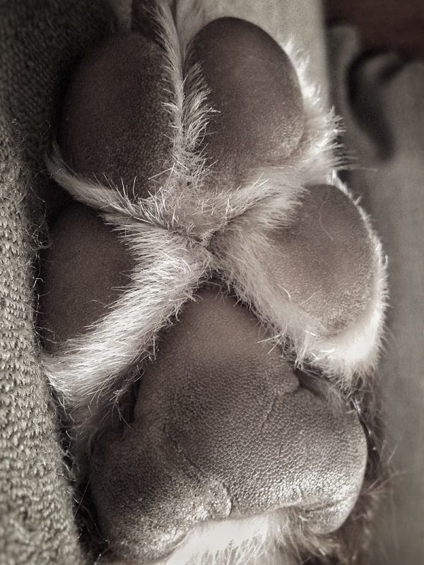 dog paw